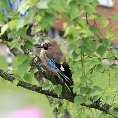 Tierische Helfer im Garten
