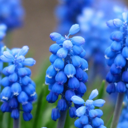 Zwiebelblumen pflegen