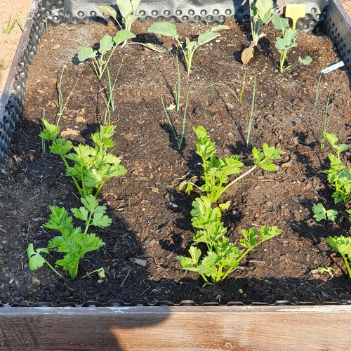 Gartentipp des Monats Mai