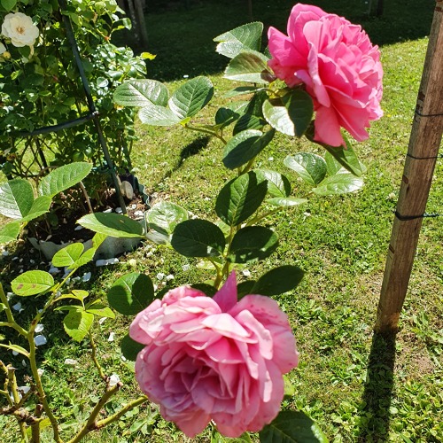 Gartentipp des Monats April