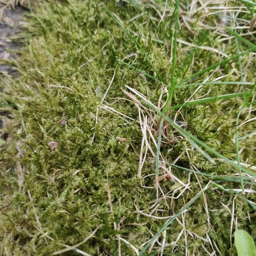 Warum Moose wichtig sind