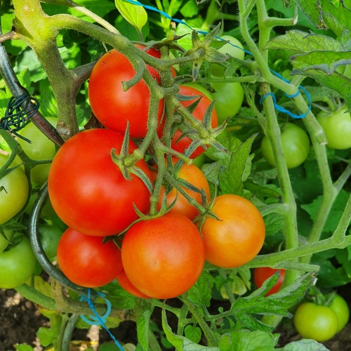 Der Garten im August