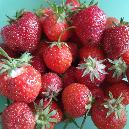 Erdbeeren f&uuml;r die Nachzucht markieren