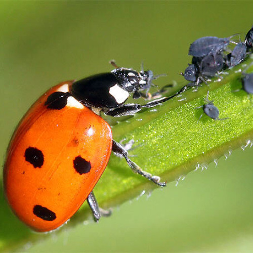 Blattl&auml;use schonend entfernen
