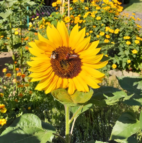 Auftaktveranstaltung Kleing&auml;rten f&uuml;r Biologische Vielfalt