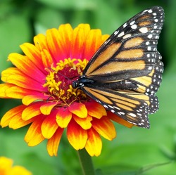Seminar Wiesenvielfalt und Insektenförderung