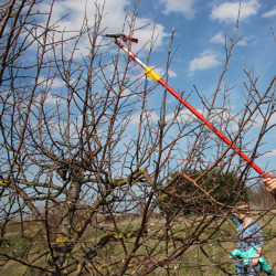 Erziehung muss sein – Obstbäume richtig schneiden