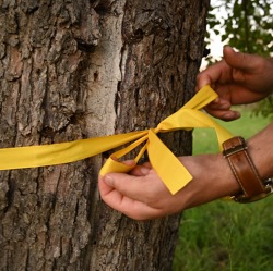 Pressemitteilung&nbsp;Obstbaum-Besitzer*innen gesucht: ZEHN startet niedersachsenweites Ernteprojekt &bdquo;Gelbes Band&ldquo;