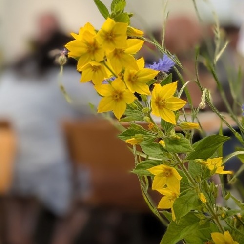 Ausbildung zur Gartenfachberatung ab September in Hameln