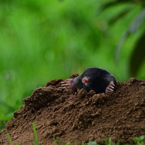 Online-Gartencafé “Nützlinge und Schädlinge im Kleingarten” 