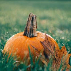 Herbstzeit ist Kürbiszeit!
