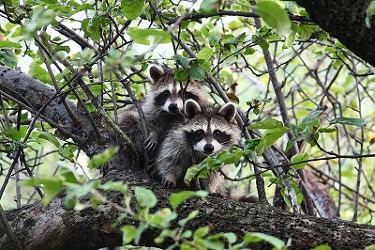 Waschbär im Garten