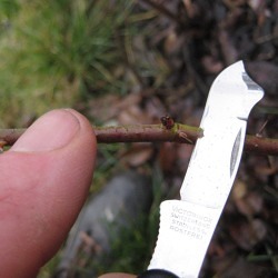 Winterveredelung von Obstb&auml;umen &nbsp;&nbsp;