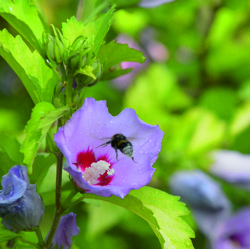 Langer Tag der Stadtnatur 2018