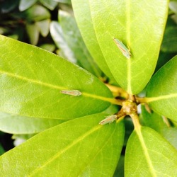 Rhododendronzikade