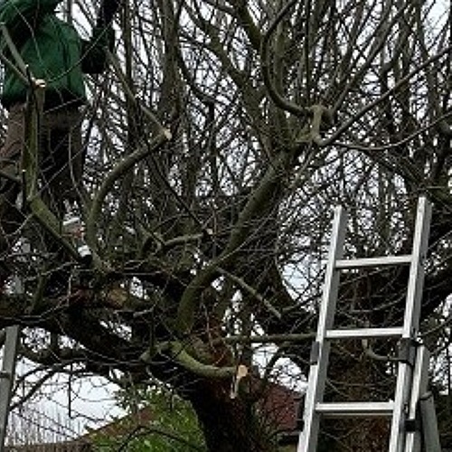 Naturgemäßer Obstbaumschnitt - Praxis