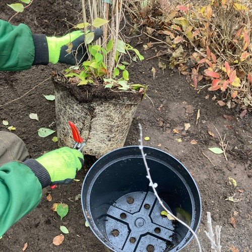 Pflanzung eines Obstgehölzes