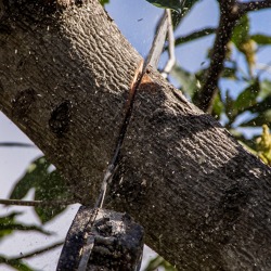 Unser Gartenfachberater informiert im März 2023