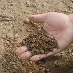 Unser Gartenfachberater informiert im Mai 2023