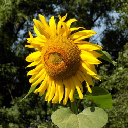 Wer hat Lust auf Blumen und m&ouml;chte Selbstversorger mitObst und Gem&uuml;se zu werden?