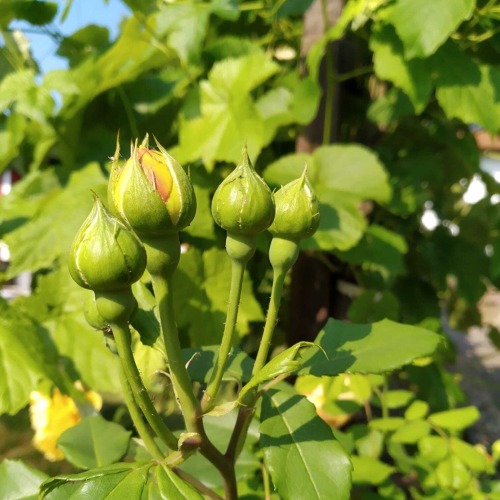 Save the Date: 22.08.2026 - Fachberatersprechstunde Rosen