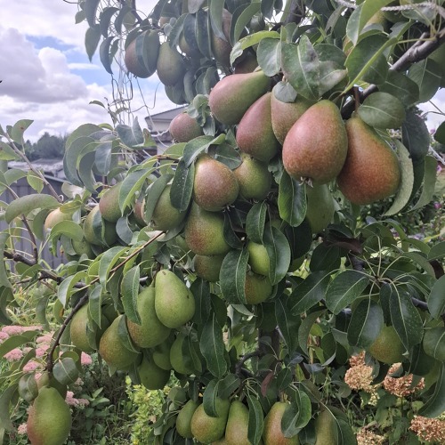 Save the Date: 07.02.2026 Fachberatung Obstbaumschnitt