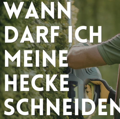 Wann darf Ich meine Hecke schneiden?