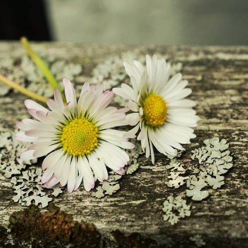 Schulung der Fachberater