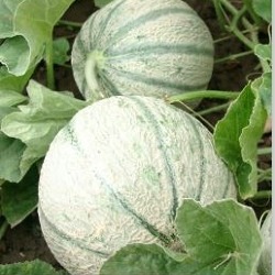 Der Garten im Juli      