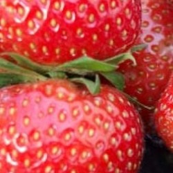 Der Garten im Juni