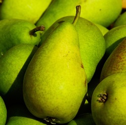 Wissenswertes von Obstbaumschnitt.de