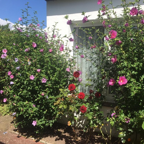 Sch&ouml;ner Kleingarten im Verein "Welsestrand" e.V. im OT Vierraden abzugeben