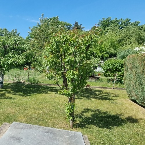 Angebot Obstbaumschnittseminar