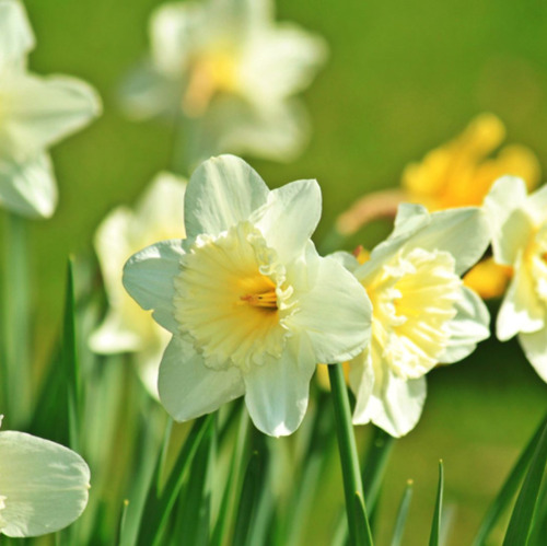 Fr&uuml;hlingsmarkt auf der Freundschaftsinsel