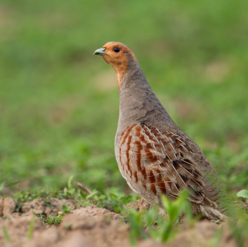 Das Rebhuhn ist der Vogel des Jahres 2026