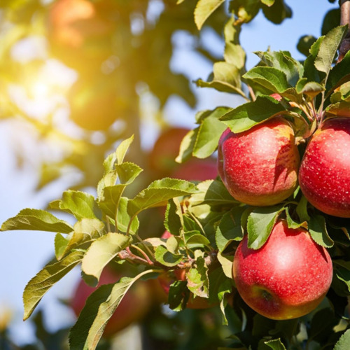 Was die Erntebilanz 2026 für den Kleingarten bedeutet