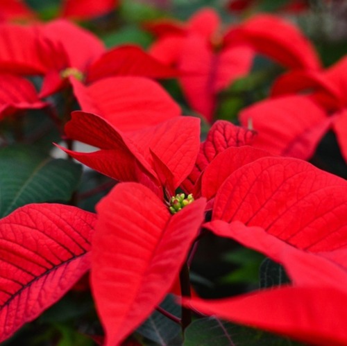 Die schönste Wolfsmilch