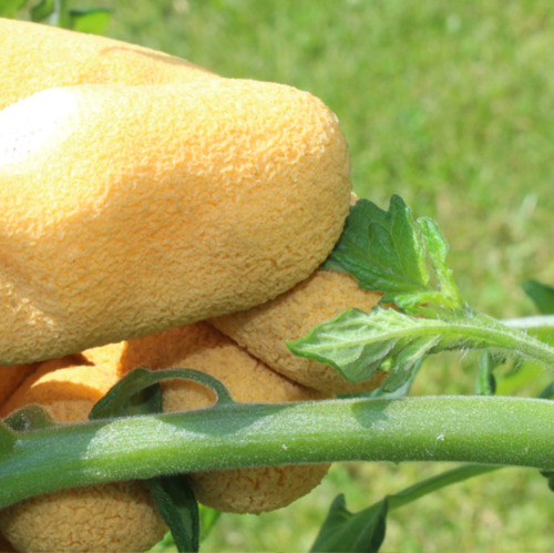Tomaten ausgeizen f&uuml;r eine bessere Ernte