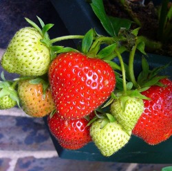 Tipps für den Juni-Garten
