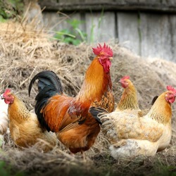Rechtstipp: Tiere im Kleingarten