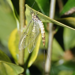 Insekt des Jahres: Dänische Eintagsfliege