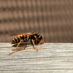 Plagegeister
