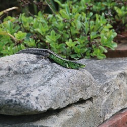 Reptil des Jahres: Zauneidechse