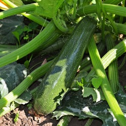 Unser Spezial-Tipp: Zucchini-Ketchup