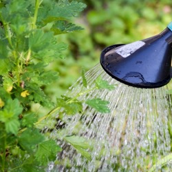 Was tun bei Hitze im Garten?