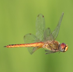 Libelle des Jahres: Die Wanderlibelle