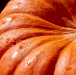 Rezepttipp: Kürbis-Buletten