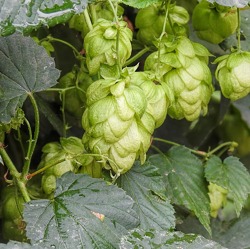 Plage Wilder Hopfen