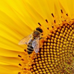 “Die Fleißigen Bienchen”