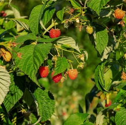 Tipps für den Juli-Garten